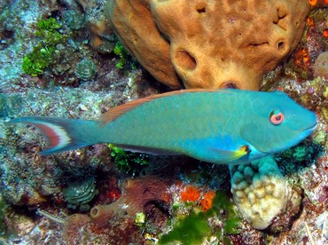 Redtail Parrotfish - Sparisoma chrysopterum - Cozumel, Mexico
