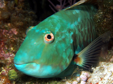 Redtail Parrotfish - Sparisoma chrysopterum - Eleuthera, Bahamas