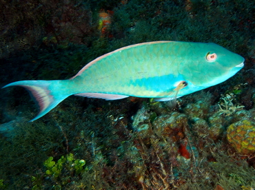 Redtail Parrotfish - Sparisoma chrysopterum - Cozumel, Mexico