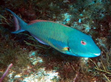 Redtail Parrotfish - Sparisoma chrysopterum - Cozumel, Mexico