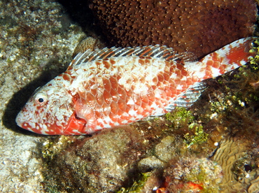 Redtail Parrotfish - Sparisoma chrysopterum - Cozumel, Mexico