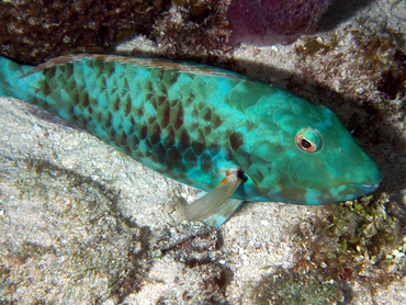 Redtail Parrotfish - Sparisoma chrysopterum - Cozumel, Mexico