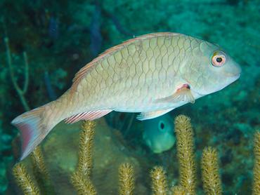Redtail Parrotfish - Sparisoma chrysopterum - British Virgin Islands