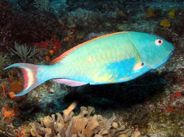 Redtail Parrotfish - Sparisoma chrysopterum - Cozumel, Mexico