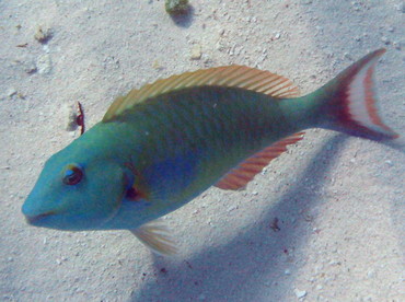 Redtail Parrotfish - Sparisoma chrysopterum - Isla Mujeres, Mexico