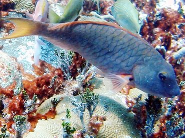 Redtail Parrotfish - Sparisoma chrysopterum - Bimini, Bahamas