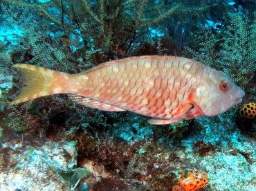 Redtail Parrotfish - Sparisoma chrysopterum - Cozumel, Mexico