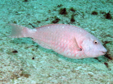 Redtail Parrotfish - Sparisoma chrysopterum - Grand Cayman