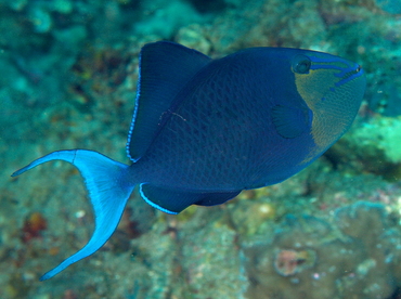 Redtoothed Triggerfish - Odonus niger - Anilao, Philippines