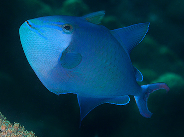 Redtoothed Triggerfish - Odonus niger - Wakatobi, Indonesia