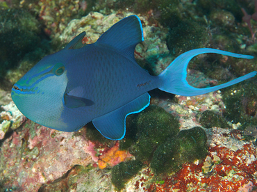 Redtoothed Triggerfish - Odonus niger - Wakatobi, Indonesia