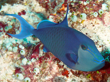 Redtoothed Triggerfish - Odonus niger - Wakatobi, Indonesia