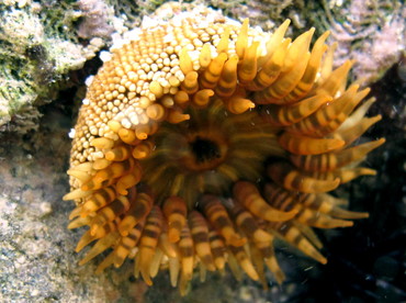 Red Warty Sea Anemone - Bunodosoma granuliferum - St John, USVI