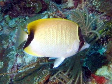 Reef Butterflyfish - Chaetodon sedentarius - Key Largo, Florida