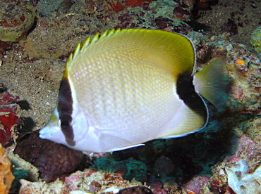 Reef Butterflyfish - Chaetodon sedentarius - Aruba