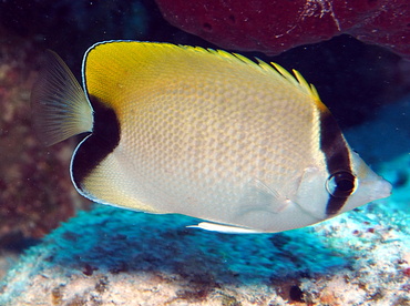 Reef Butterflyfish - Chaetodon sedentarius - Turks and Caicos