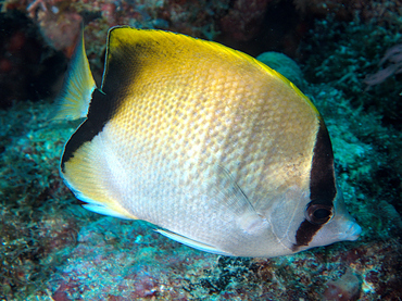 Reef Butterflyfish - Chaetodon sedentarius - Palm Beach, Florida