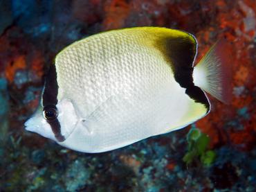 Reef Butterflyfish - Chaetodon sedentarius - Palm Beach, Florida