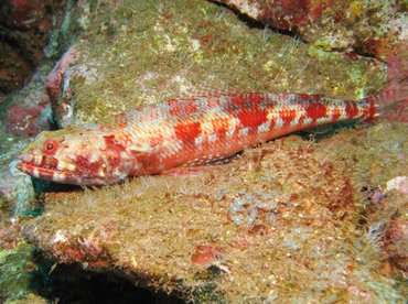 Reef Lizardfish - Synodus variegatus - Maui, Hawaii