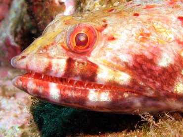 Reef Lizardfish - Synodus variegatus - Maui, Hawaii