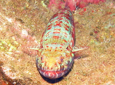 Reef Lizardfish - Synodus variegatus - Maui, Hawaii