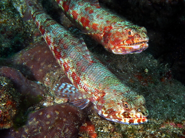 Reef Lizardfish - Synodus variegatus - Anilao, Philippines