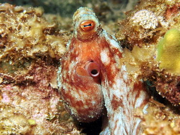 Caribbean Reef Octopus - Octopus briareus - Eleuthera, Bahamas