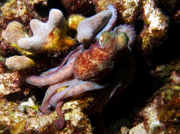 Caribbean Reef Octopus - Octopus briareus - Eleuthera, Bahamas