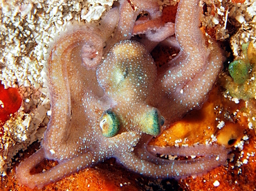 Caribbean Reef Octopus - Octopus briareus - Cozumel, Mexico