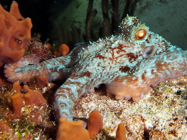 Caribbean Reef Octopus - Octopus briareus - Cozumel, Mexico