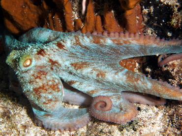 Caribbean Reef Octopus - Octopus briareus - Cozumel, Mexico