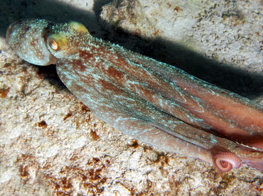 Caribbean Reef Octopus - Octopus briareus - Cozumel, Mexico