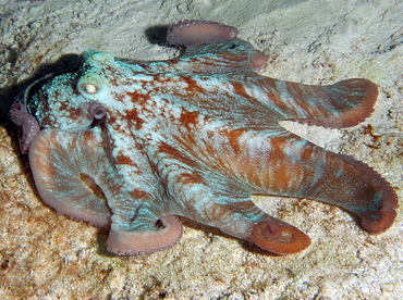 Caribbean Reef Octopus - Octopus briareus - Cozumel, Mexico