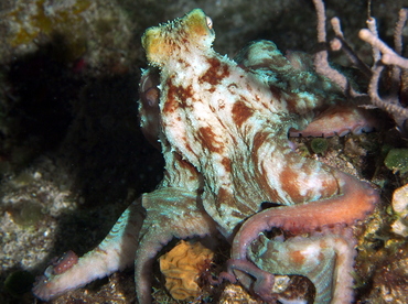 Caribbean Reef Octopus - Octopus briareus - Cozumel, Mexico