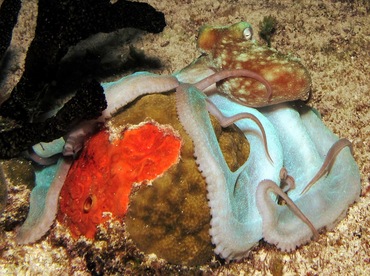 Caribbean Reef Octopus - Octopus briareus - Cozumel, Mexico