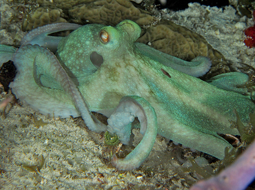 Caribbean Reef Octopus - Octopus briareus - Cozumel, Mexico