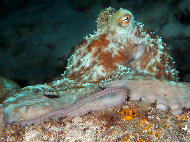 Caribbean Reef Octopus - Octopus briareus - Cozumel, Mexico