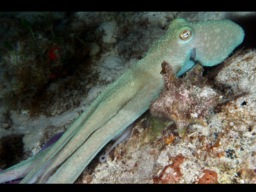 Caribbean Reef Octopus - Octopus briareus - Cozumel, Mexico