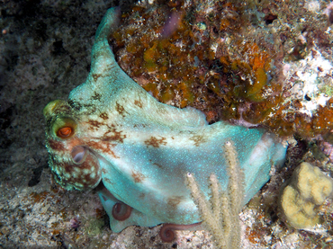 Caribbean Reef Octopus - Octopus briareus - Octopuses - - South Florida ...