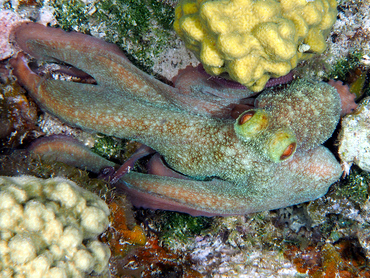 Caribbean Reef Octopus - Octopus briareus - Turks and Caicos