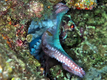 Caribbean Reef Octopus - Octopus briareus - Turks and Caicos