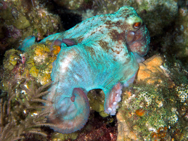 Caribbean Reef Octopus - Octopus briareus - Turks and Caicos