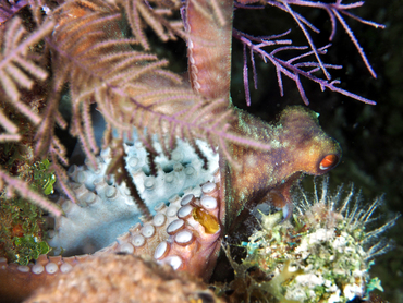 Caribbean Reef Octopus - Octopus briareus - Turks and Caicos