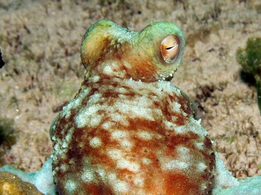 Caribbean Reef Octopus - Octopus briareus - Cozumel, Mexico