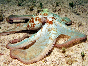 Caribbean Reef Octopus - Octopus briareus - Cozumel, Mexico