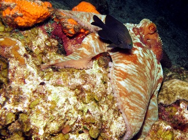 Caribbean Reef Octopus - Octopus briareus - Cozumel, Mexico