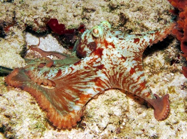 Caribbean Reef Octopus - Octopus briareus - Cozumel, Mexico