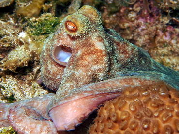 Caribbean Reef Octopus - Octopus briareus - Eleuthera, Bahamas