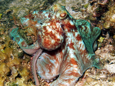 Caribbean Reef Octopus - Octopus briareus - Eleuthera, Bahamas