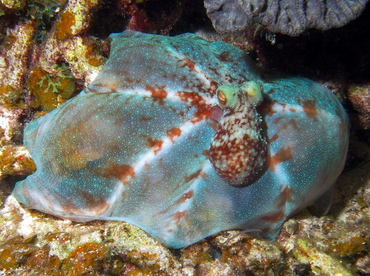 Caribbean Reef Octopus - Octopus briareus - Eleuthera, Bahamas
